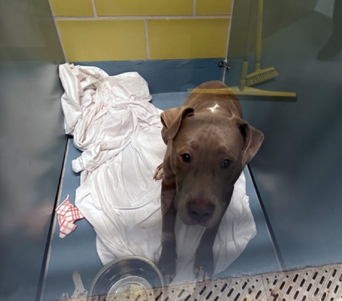EASpenser's tweet photo. GOOGLY EYES, age ~1 #AnotherPuppy
FRIGHTENED EYES. Imagine being an active, exuberant #BabyDog, not 100% in control of your limbs/impulses, in this kennel 23/7.
https://t.co/Aw9zC3c1yb
Needs:
#TimeToDecompress
#LotsOfExercise
#GoodBoyTraining
#Patience
#Foster #Adopt #Pledge https://t.co/Mj753kiKfv
