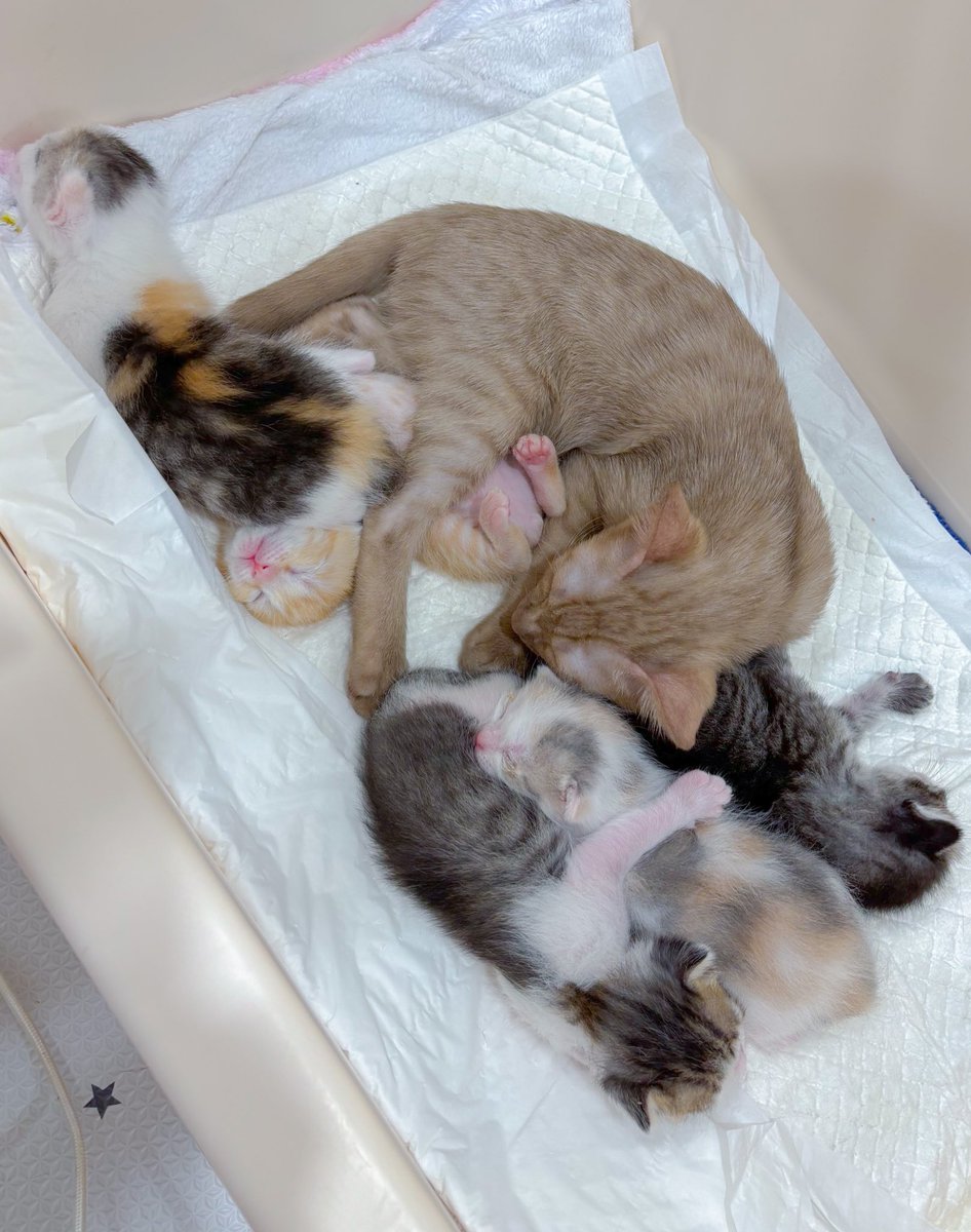 ฝันดีงับบ