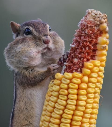 Untamedpath's tweet photo. "Cheeky chipmunk enjoying a corny feast! #chipmunklife #cornon thecob #naturephotography #wildlife" https://t.co/tTVOxe5bqh