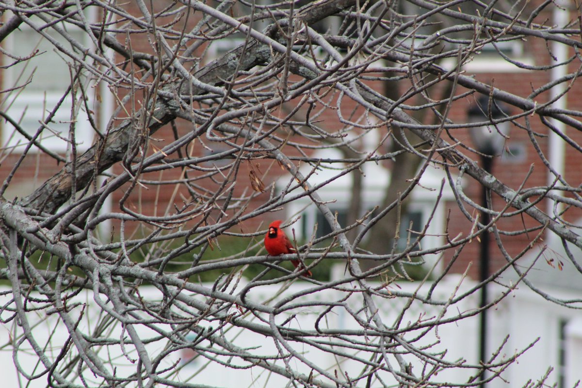 ChelseaScanner's tweet photo. #NorthernCardinal 
#ChelseaScanner https://t.co/7518wCW1bn