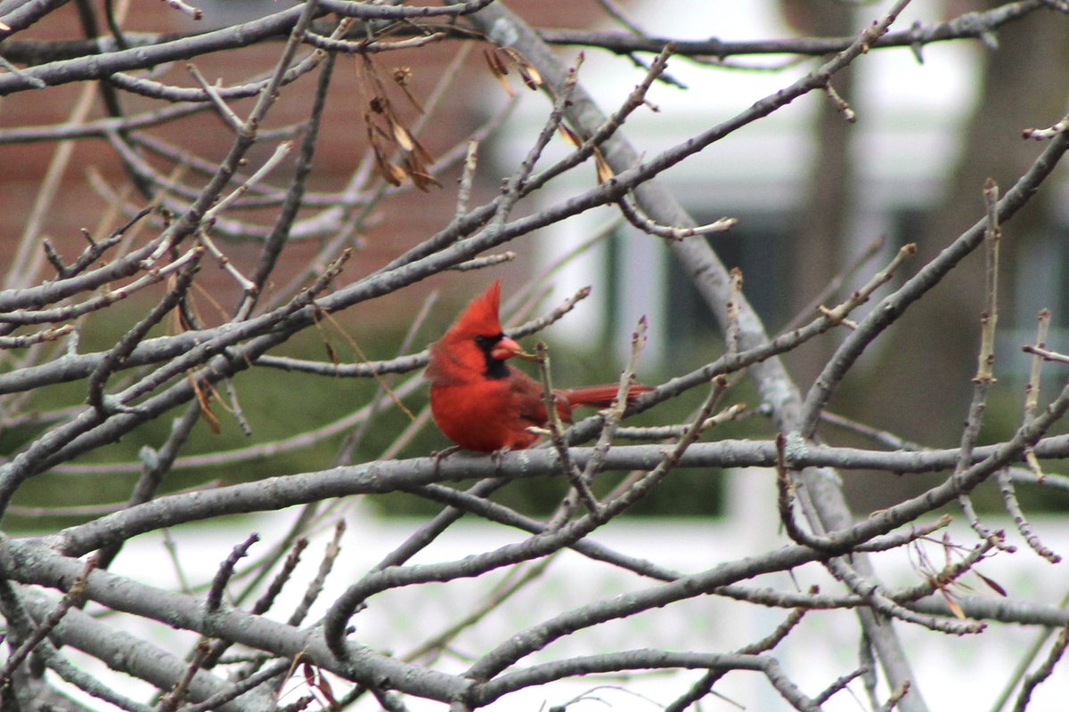 ChelseaScanner's tweet photo. #NorthernCardinal 
#ChelseaScanner https://t.co/7518wCW1bn