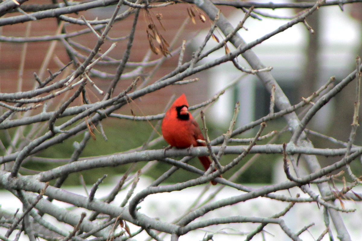 ChelseaScanner's tweet photo. #NorthernCardinal 
#ChelseaScanner https://t.co/7518wCW1bn