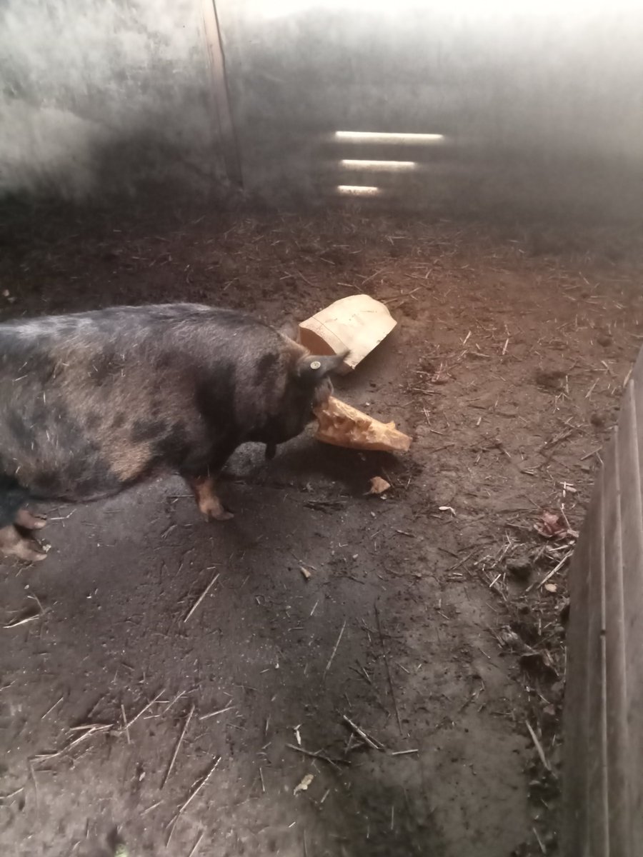 reerink's tweet photo. Grote pompoen van 152 kg voor de varkens. https://t.co/c37E9HtGzN
