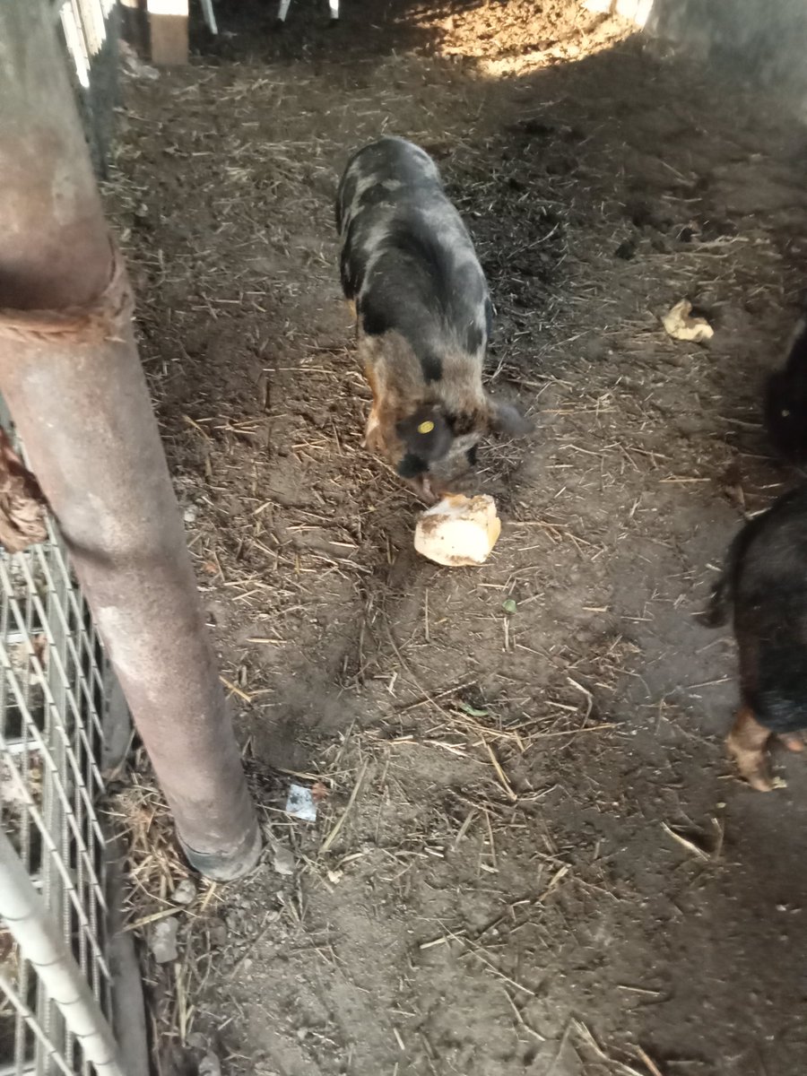reerink's tweet photo. Grote pompoen van 152 kg voor de varkens. https://t.co/c37E9HtGzN