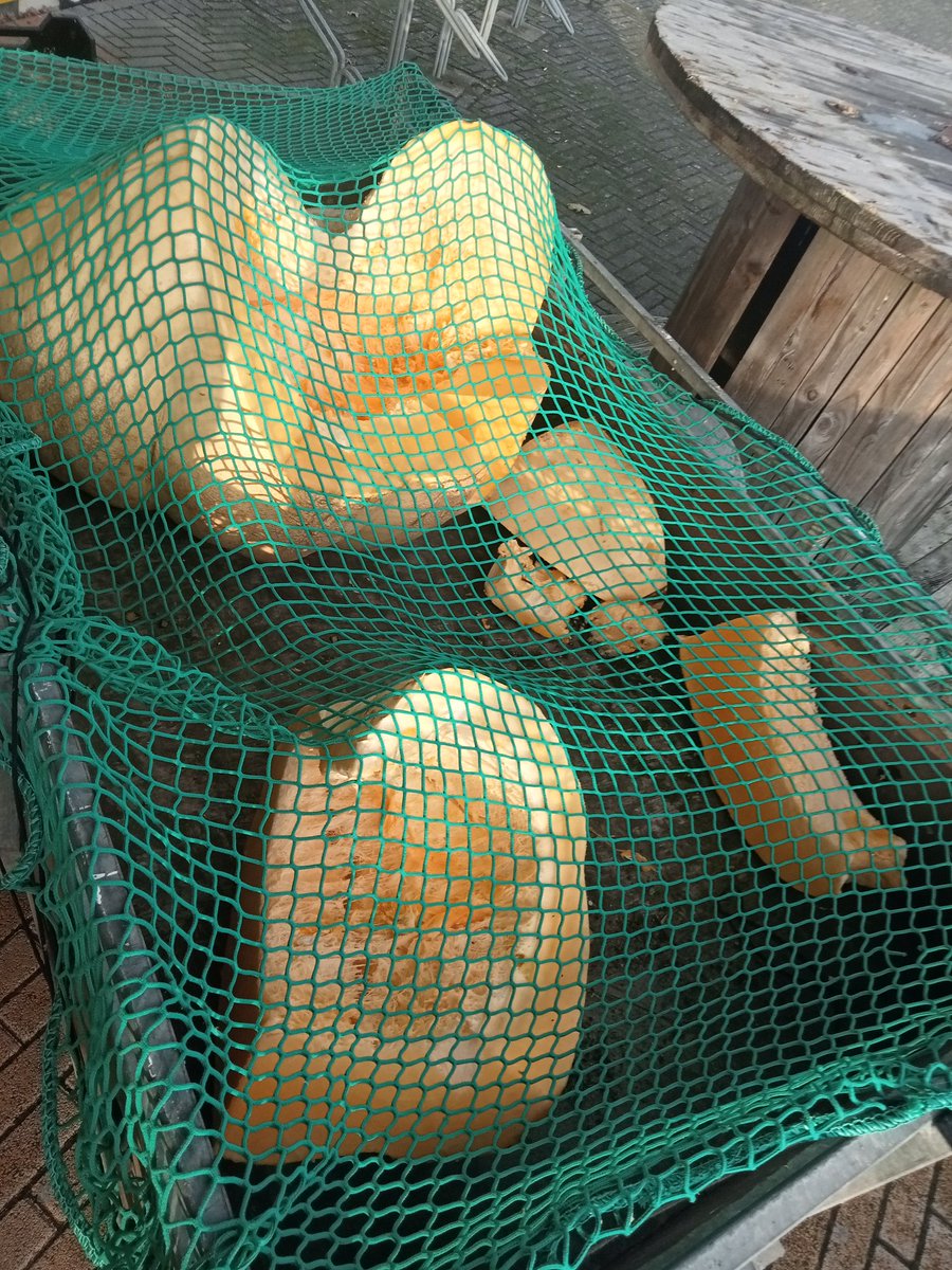 reerink's tweet photo. Grote pompoen van 152 kg voor de varkens. https://t.co/c37E9HtGzN