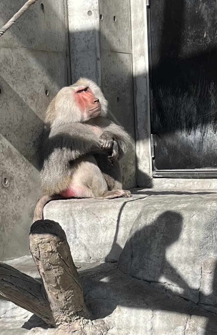 #ジョージ の定番
食後は日なたで体育座り
手前の影は #ピー子 です
#福山市立動物園
#マントヒヒ #サル