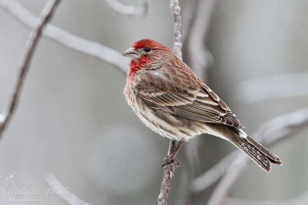 BirdPerHour's tweet photo. #birdbot https://t.co/0Gc3qEarT3