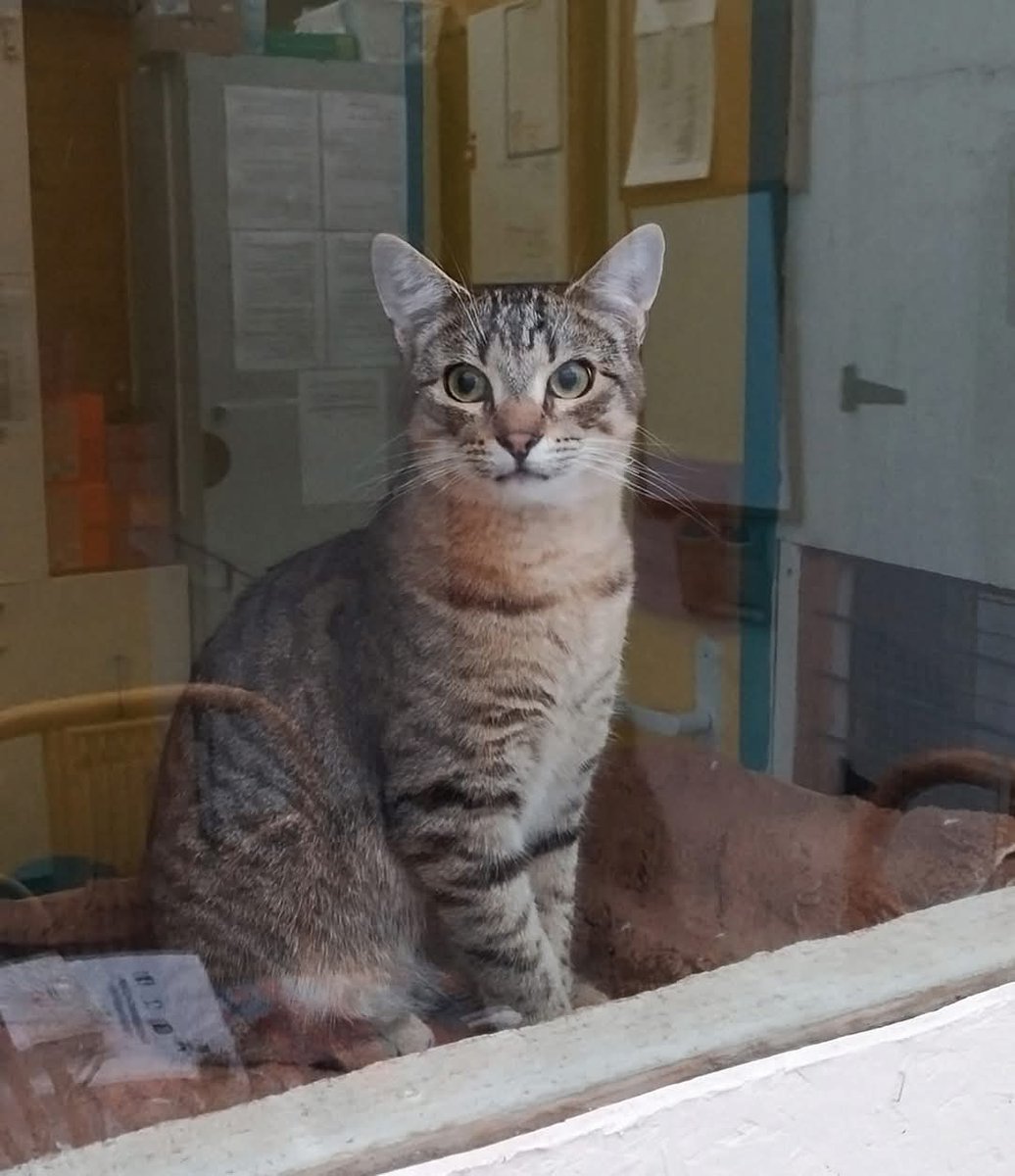 ChatQuiberon's tweet photo. Zen fait son petit curieux. 😺 
Il attend toujours une gentille famille pour la vie. 🙏 https://t.co/GjYTaBlUqV