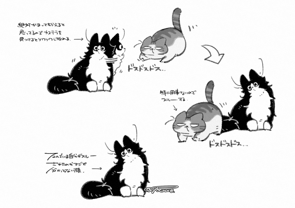 家のねこ 