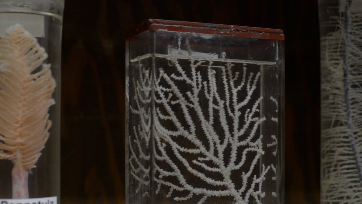 labocine's tweet photo. Drawing with Film": our latest Spotlight on multi-disciplinary artist Daksha Patel ( @daksha9art).
Read/Watch Spotlight at: https://t.co/0ijjA6TTx7
#Science #artists #labocine #sciencenewwave https://t.co/7CwFIHA1hF