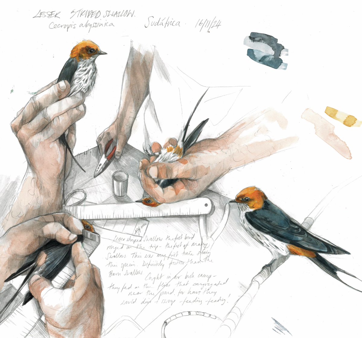 AnnieBookerArt's tweet photo. This Lesser striped swallow (Cecropis Abyssinica) was the first bird we ringed in South Africa.
So it had to be the first bird I drew. 

We watched this species on a daily basis, and we ringed many- alongside the Barn swallow (Hirundo Rustica) which was a key species of the trip. https://t.co/AFHmo1JOJc