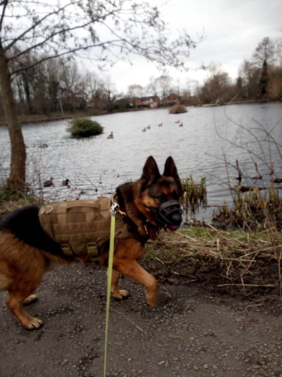 ADBdogwalks's tweet photo. https://t.co/mfyJh4f3QG