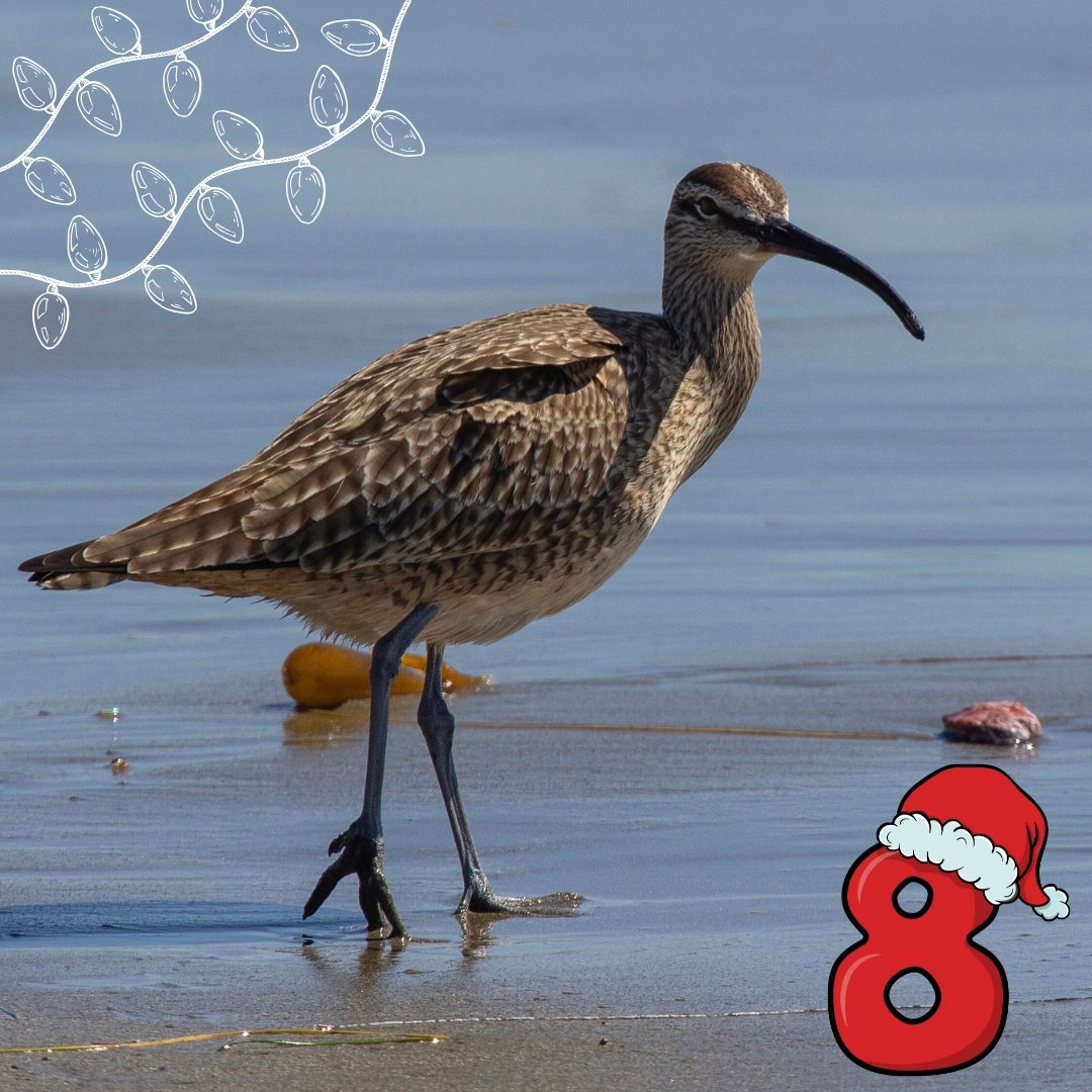 Another Hudsonian Whimbrel for day 8 of our #CurlewAdvent, photographed at Morro Bay (California, USA), by Alice Hunter.