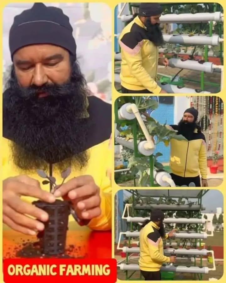Nehainsan25's tweet image. RamRahimJi gives so many Farming Tips and urges all farmers for organic farming as occupation, which not only gives good earnings but also is great for maintaining healthy lifestyle connected to the nature.
 #OrganicFarmingTips 
#AdvanceAgriculture #GrowOrganic
#OrganicFarming