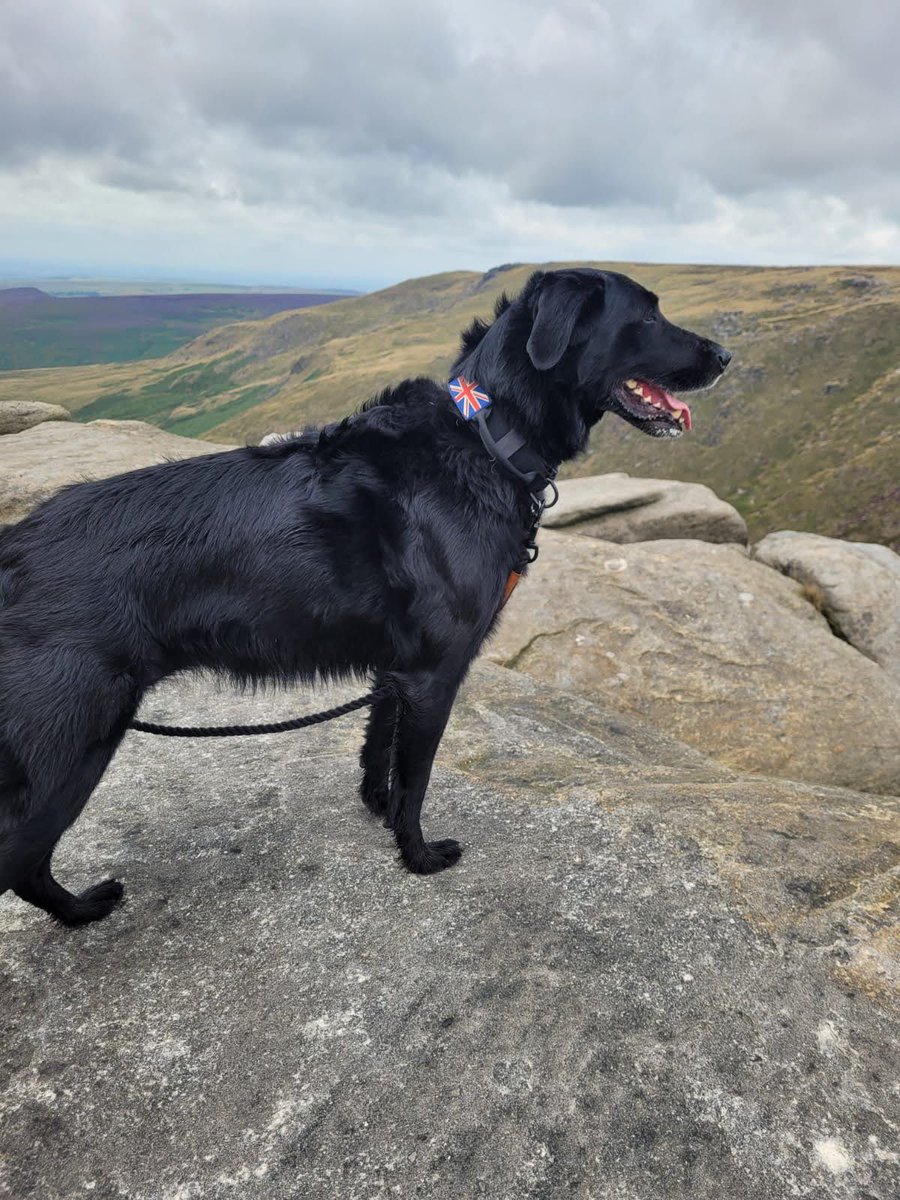 ADBdogwalks's tweet photo. #collimix #crazycollie https://t.co/Vxa01IxqMT