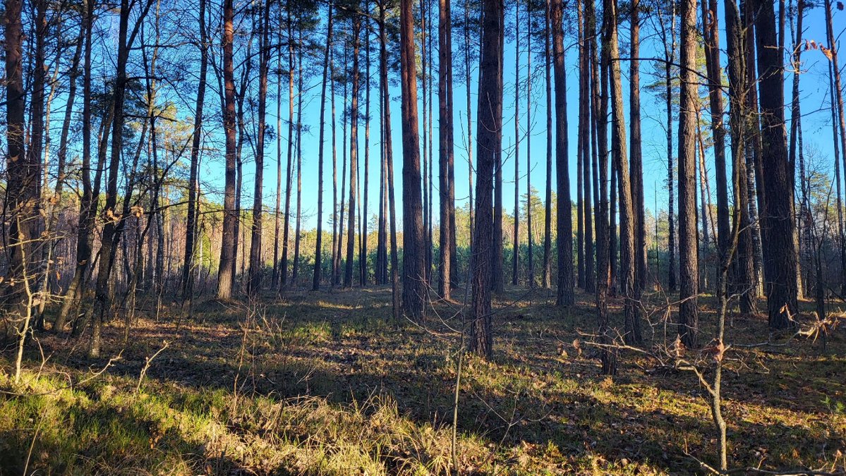 🌲🌲🌲 YOU NEED IT 🌲🌲🌲