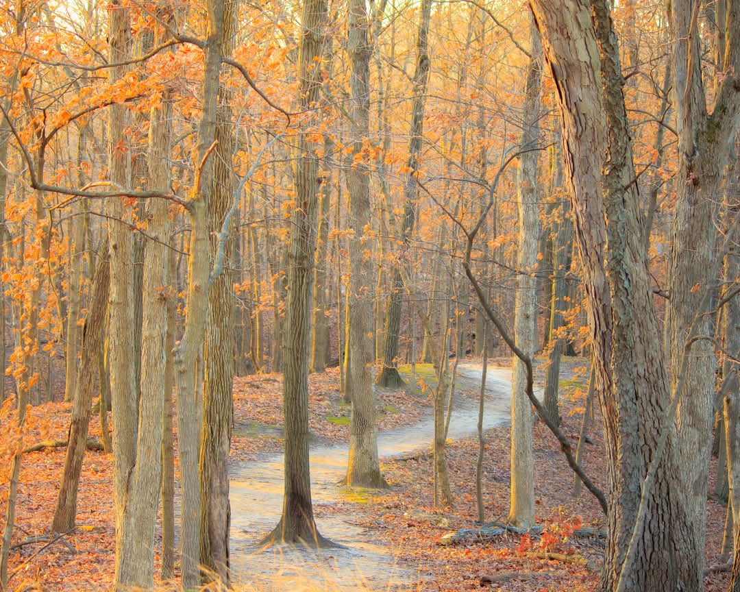 blackholescream's tweet photo. #NaturePhotography #nature #PhotographyIsArt #photography #fallstyle #fallvibes #fall https://t.co/VyLA8daQAR