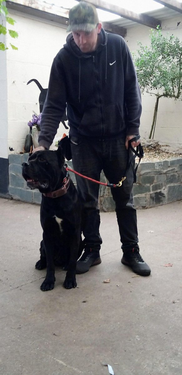 ADBdogwalks's tweet photo. #canecorso https://t.co/qk2oRVGxfV