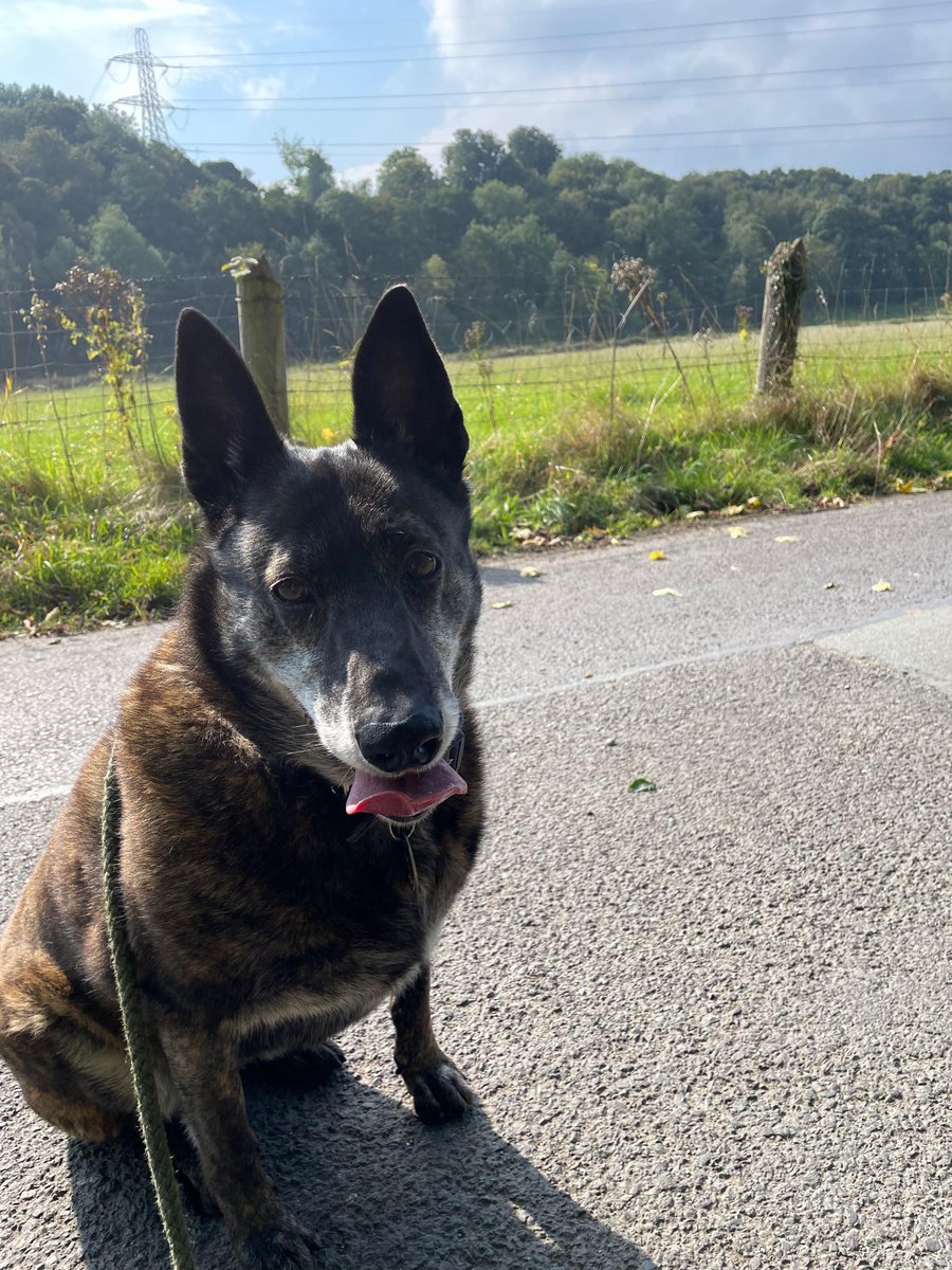 ADBdogwalks's tweet photo. #gsre https://t.co/6dO4jYb5hT