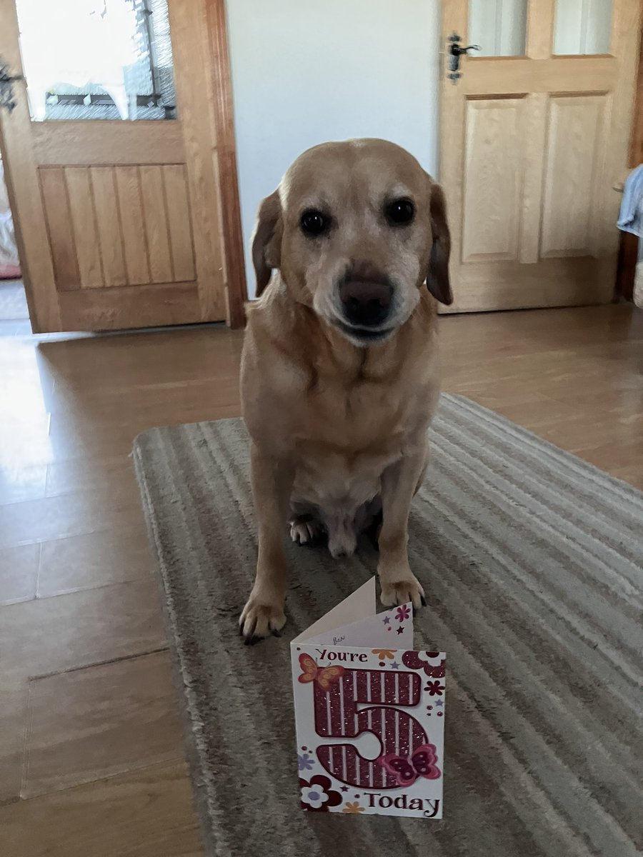 RetroRalphIE's tweet photo. My boy is 5 today! Happy birthday Ben! ❤️ https://t.co/DEb2m8zVuL