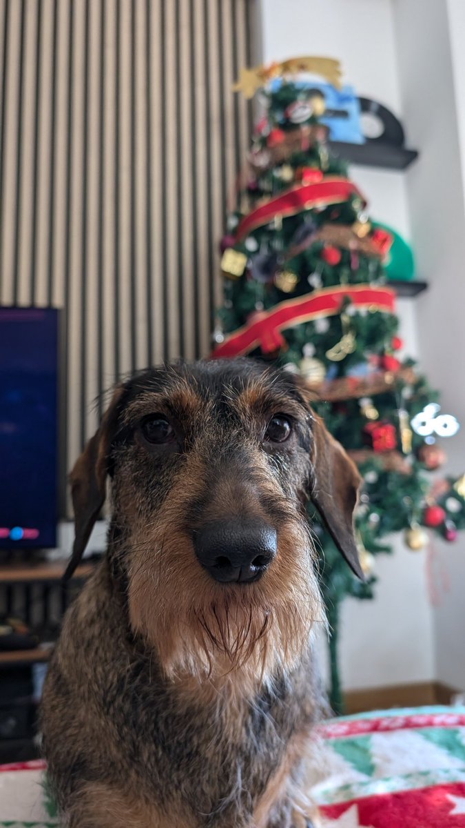 Lili Navideña🎄🎁
La más bonita de la casa.
