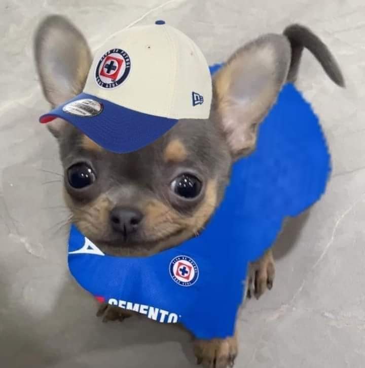 AlejndraC's tweet photo. Hoy soy este. 💙 ¡DALE CRUZ AZUL! https://t.co/goRRXVe1R1