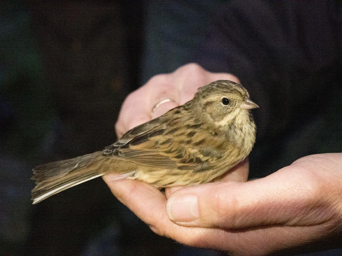 North Ronaldsay Bird Observatory tweet media