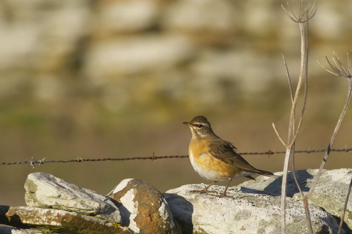 North Ronaldsay Bird Observatory tweet media
