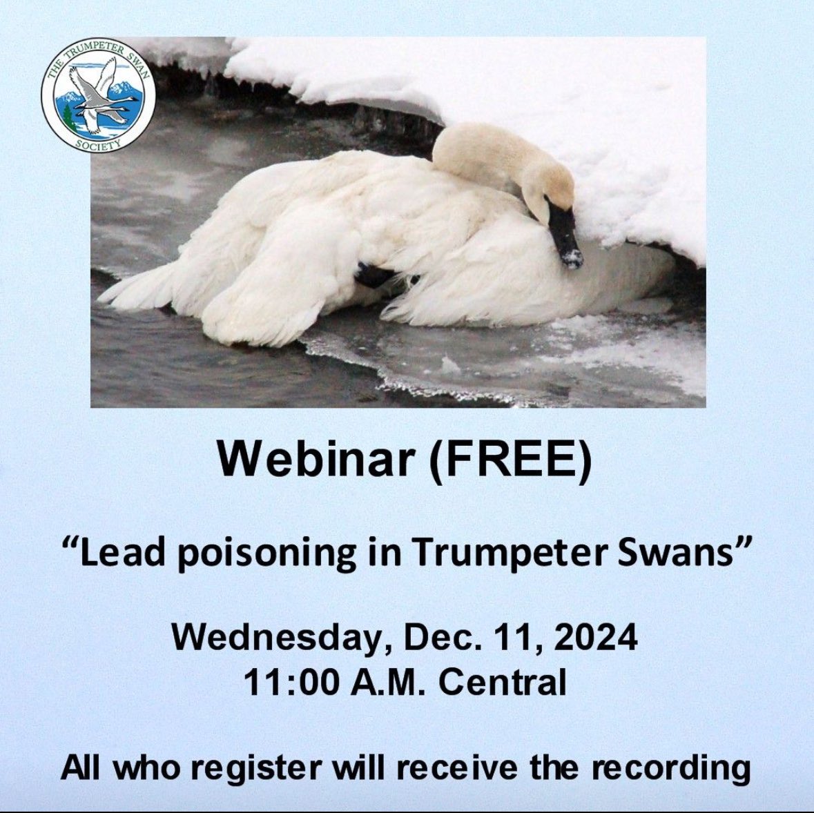 MinuteVacations's tweet photo. Upcoming TTSS webinar on lead poisoning in trumpeter swans 

Lead poisoning is caused by lead fishing tackle or ammunition that are ingested by swans. 

Wed, December 11
11:00 am Central Time 
Link to register: https://t.co/CV52aeONOD 
 
#WildlifeConservation #TrumpeterSwans https://t.co/R6O8JGThd8