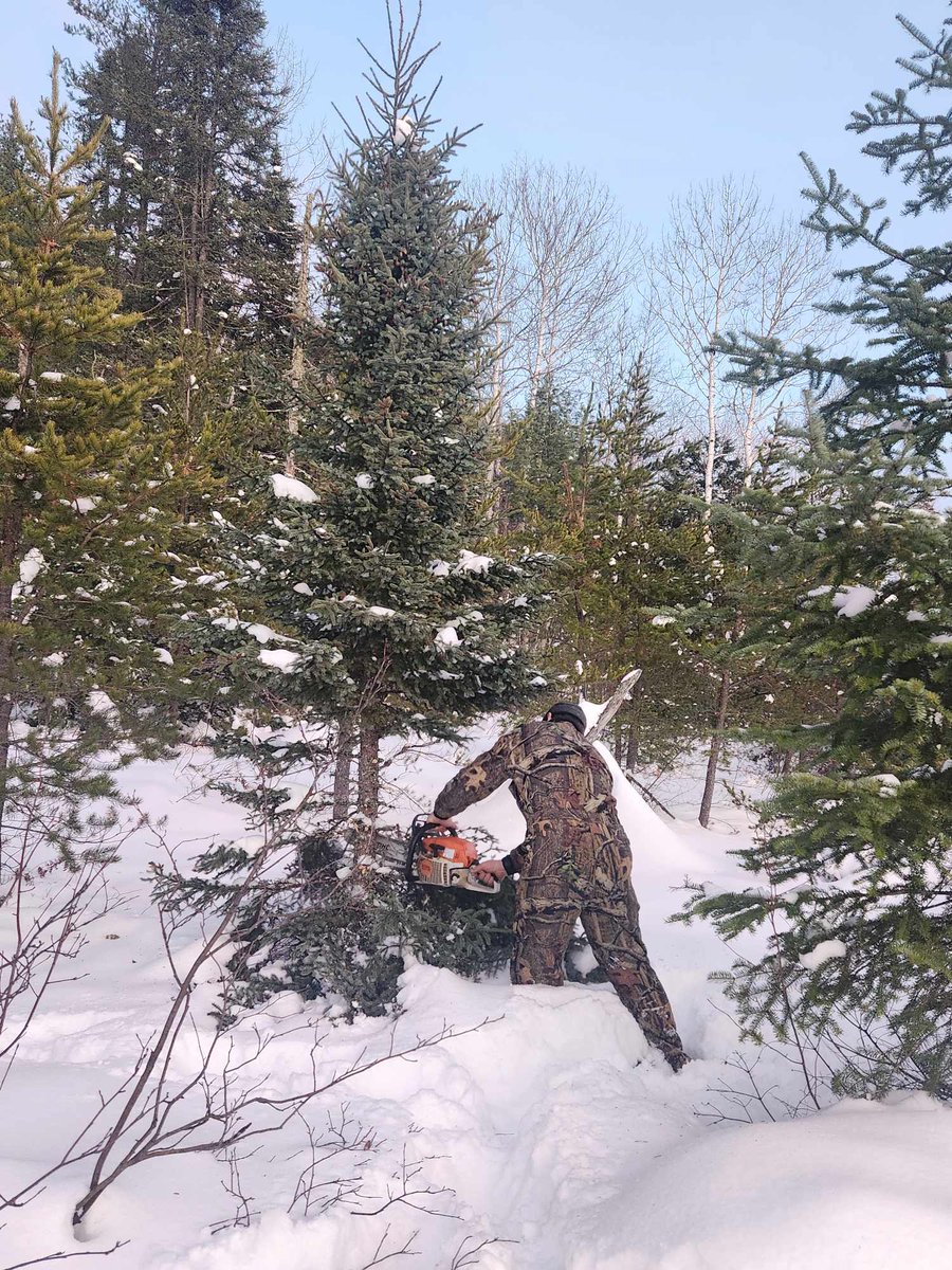 FivePillarFarms's tweet photo. First Christmas tree on the new farm. #Christmas #ChristmasTree #yooper #yooperlife #woods https://t.co/bxTzDov0FB