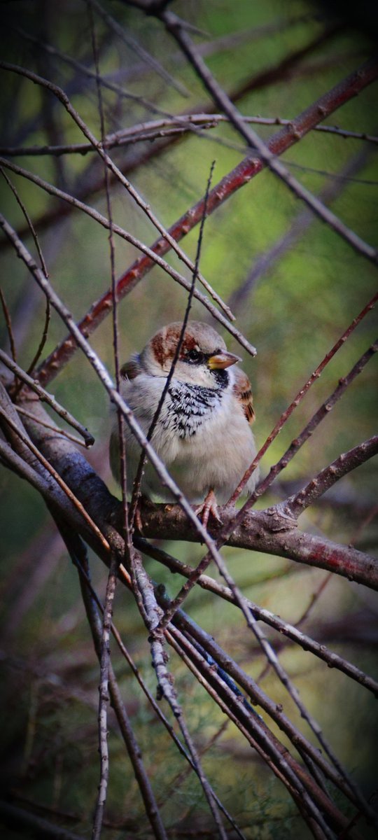 Passer domesticus: autumn-winter season 🍂