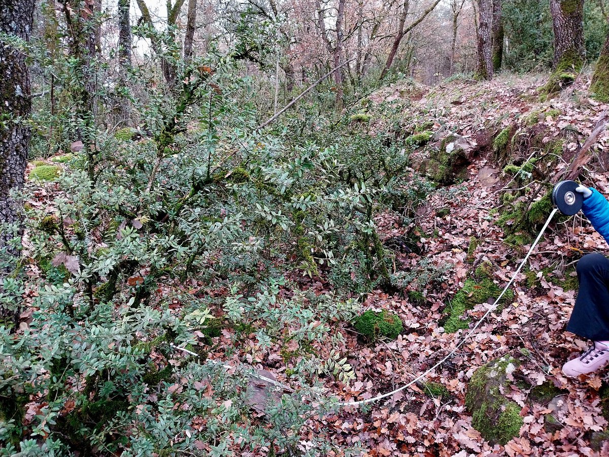 carlosguardia10's tweet photo. Comprovacions del traçat i característiques d'una secció d'un camí tradicional. Tot i l'abandonament, el camí apareix delimitat per murs o ribassos de pedra seca #Pirineu #Urgellet #recerca #camins https://t.co/1AojOOCQQz