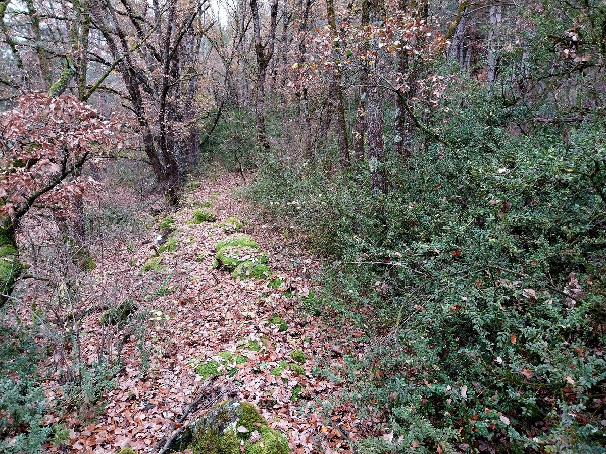Comprovacions del traçat i característiques d'una secció d'un camí tradicional. Tot i l'abandonament, el camí apareix delimitat per murs o ribassos de pedra seca #Pirineu #Urgellet #recerca #camins