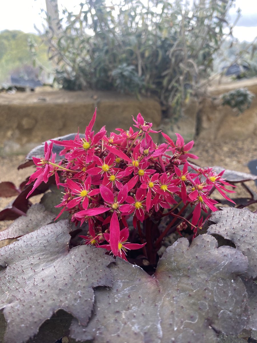 RHSHarlowCarr's tweet photo. Day 8 of 25 Days of #Alpines
Bringing a burst of colour to the season, Saxifraga fortunei Dancing Pixies ‘Taja’ is a must-see in the #AlpineHouse! Native to China, Japan, and Korea, this stunning plant adds vibrant energy to the autumn lull with its dazzling display. https://t.co/3CnT1Xq44N