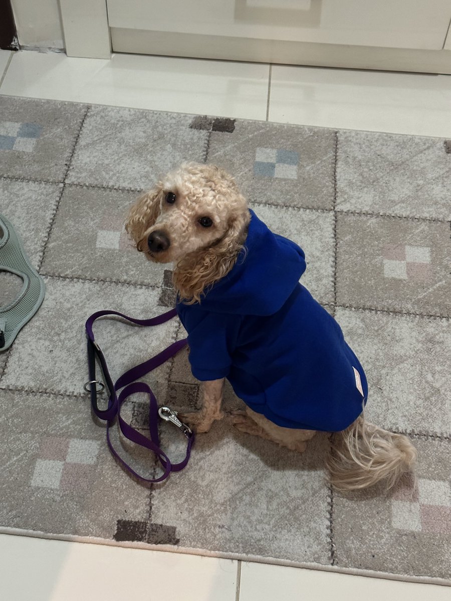 klocir's tweet photo. Traşlı ve mavi kıyafetli hali bu. İNCEK GÖLBAŞI ANKARAda kayboldu. Adı Tigger. Bir umut paylaşıyorum. Ankara çok soğuk. Traş da olduysa bu soğukta kalamaz nolur yardım edin https://t.co/NCBtO8tpmD