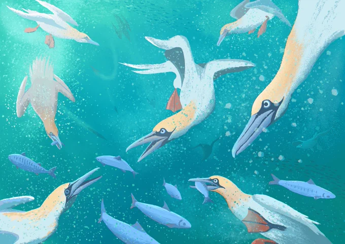 A new illustration. Diving gannets  