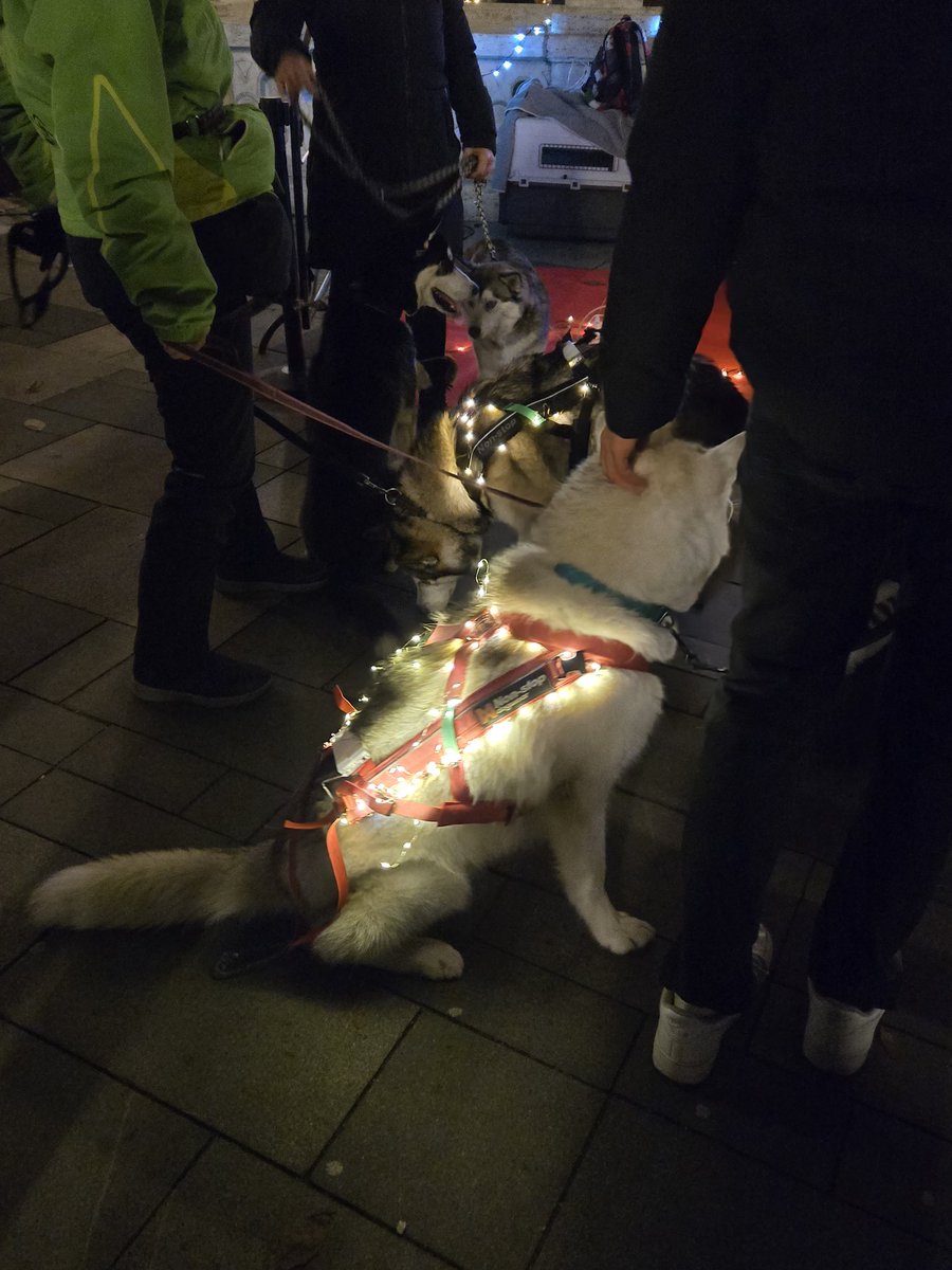 MissCTorelli's tweet photo. Hungarian sled dogs helping raise money for shelters.

Budapest Christmas Market
#uglydogs https://t.co/hc9SLmFyMg
