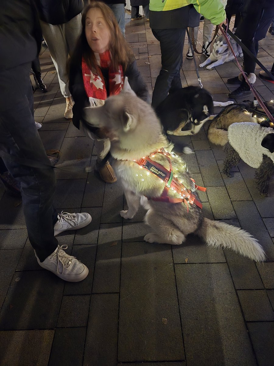 MissCTorelli's tweet photo. Hungarian sled dogs helping raise money for shelters.

Budapest Christmas Market
#uglydogs https://t.co/hc9SLmFyMg