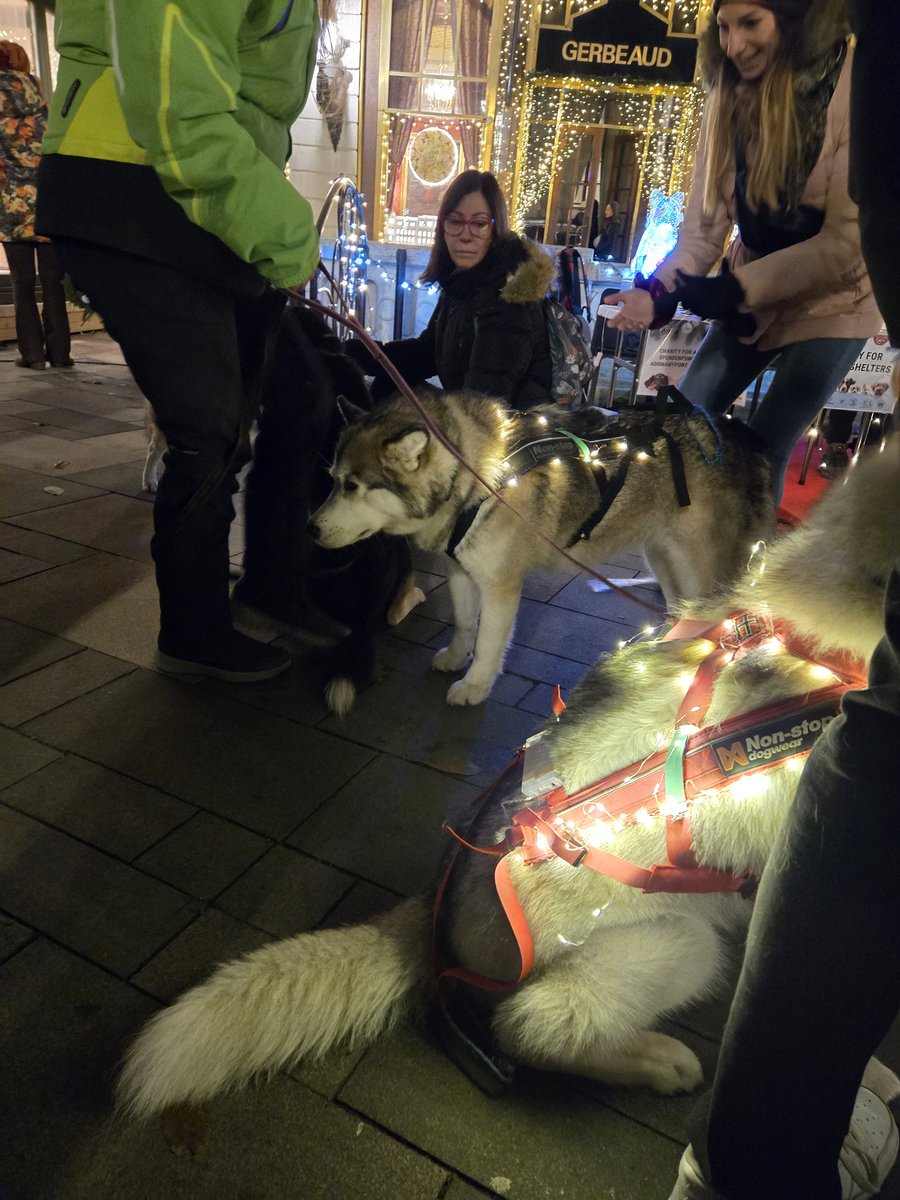 MissCTorelli's tweet photo. Hungarian sled dogs helping raise money for shelters.

Budapest Christmas Market
#uglydogs https://t.co/hc9SLmFyMg