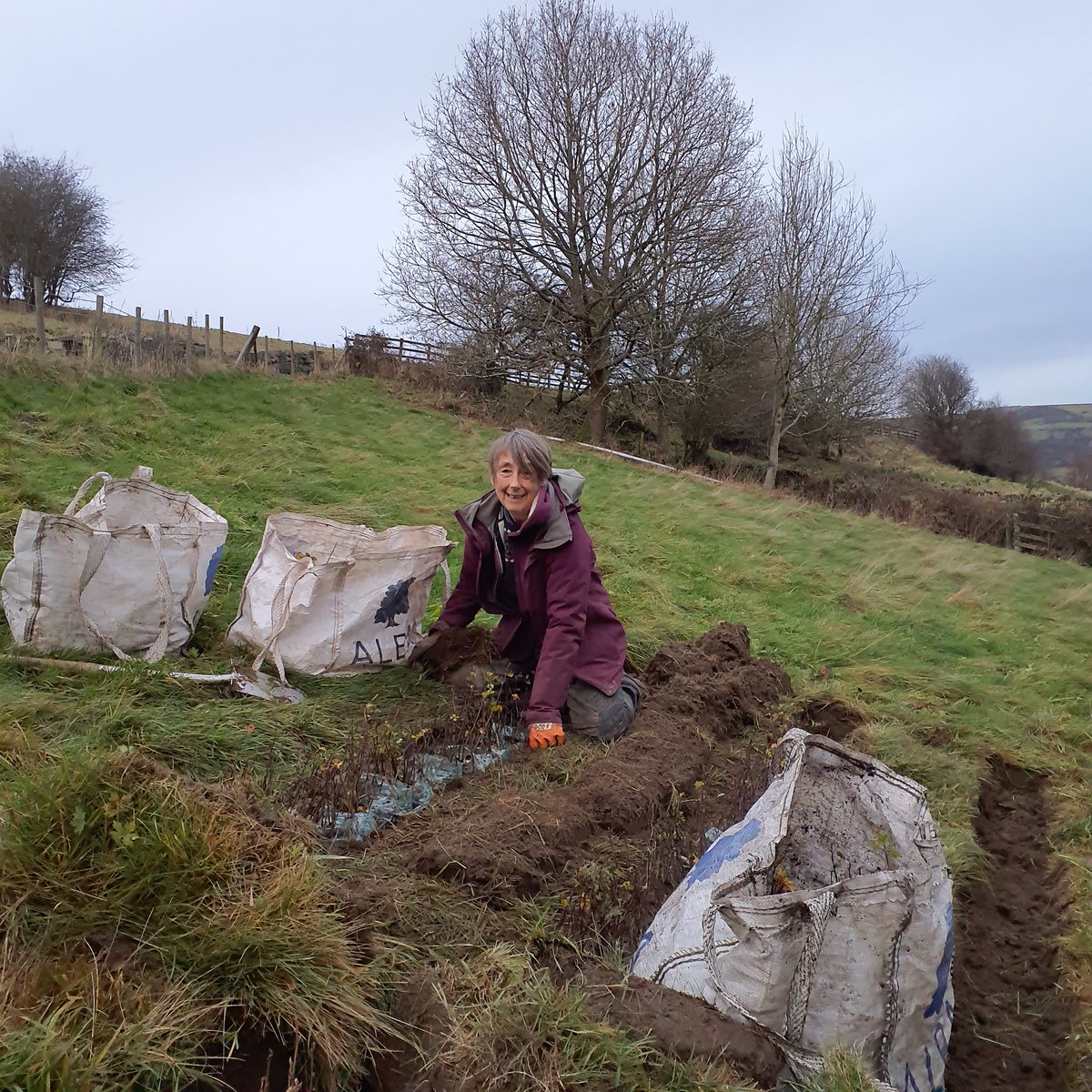 Forus Tree @forustree.bsky.social tweet media