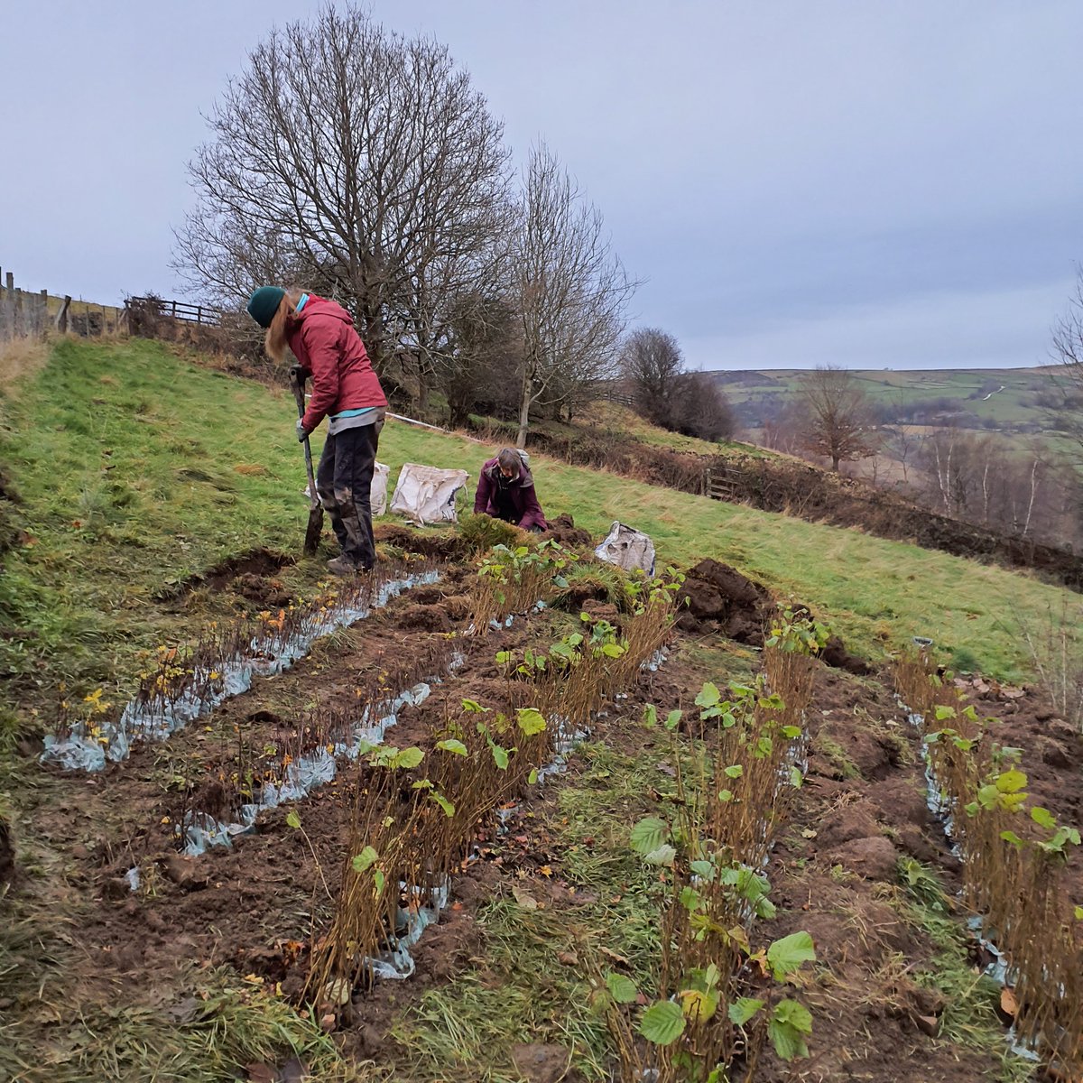 Forus Tree @forustree.bsky.social tweet media