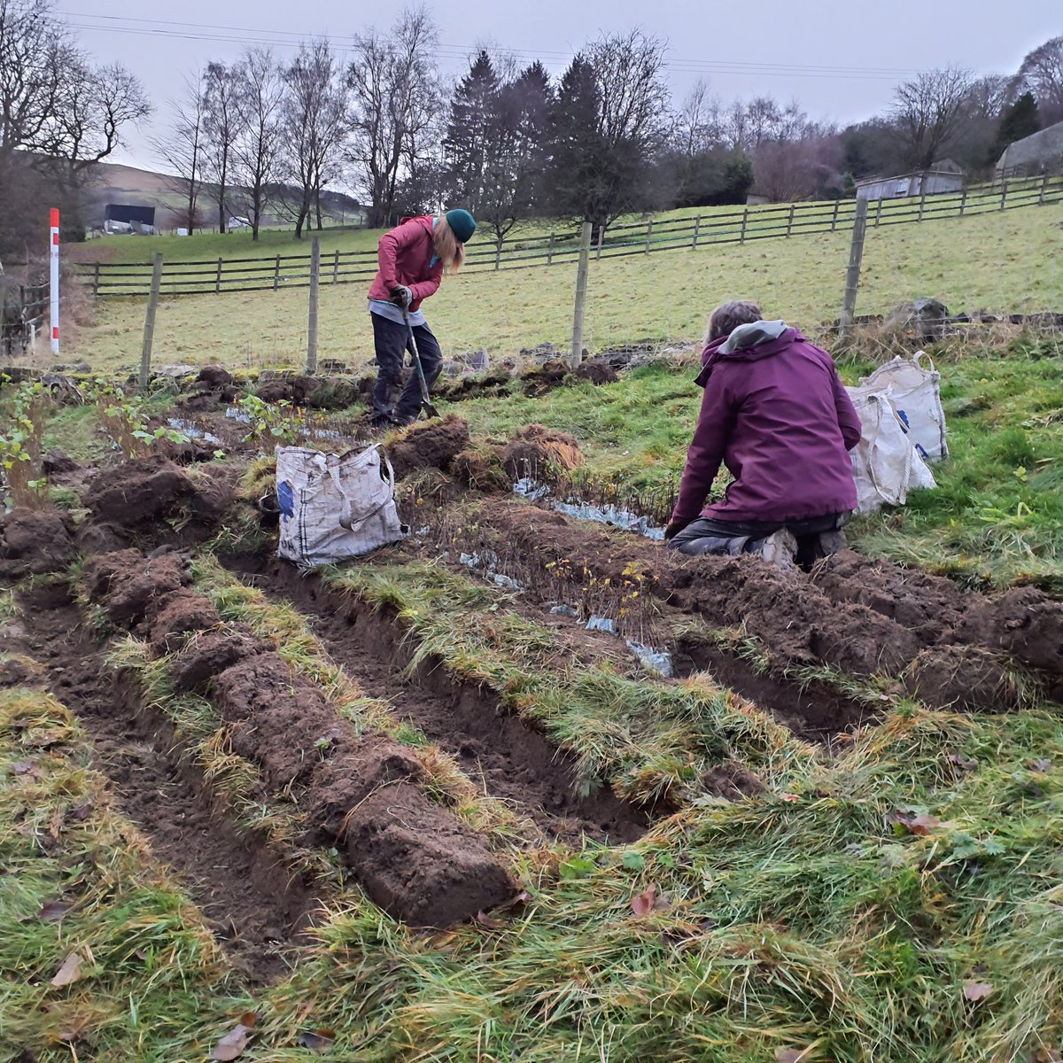 Forus Tree @forustree.bsky.social tweet media