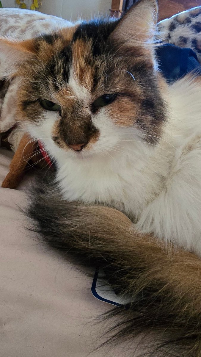 OG_Wild_Child's tweet photo. @brown_eyed_gal1 Cricket 🥰 https://t.co/3DQ32M6TXh