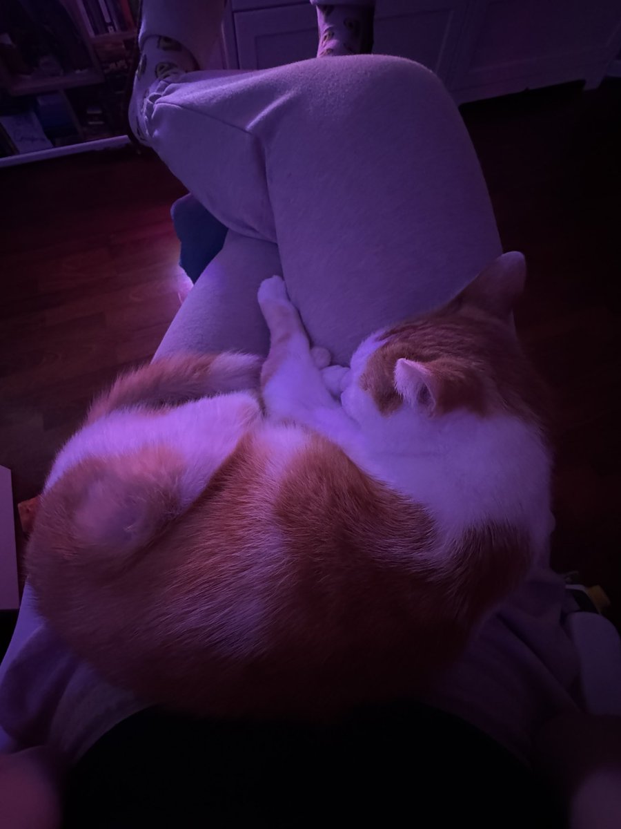 Новогодний котокрендель - самая сладкая булащька😍