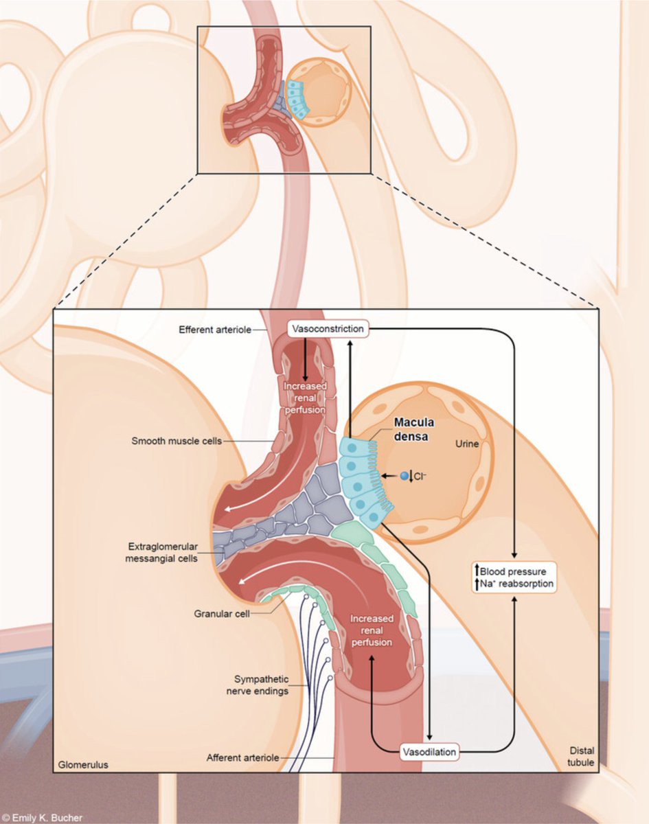 DukeKidney's tweet photo. New ASN Kidney News series of articles by APD Dr Raslan and colleagues is out

Revealing Physiology Through Pathophysiology

https://t.co/1cu2NqJNZL https://t.co/BRF83cVuZF