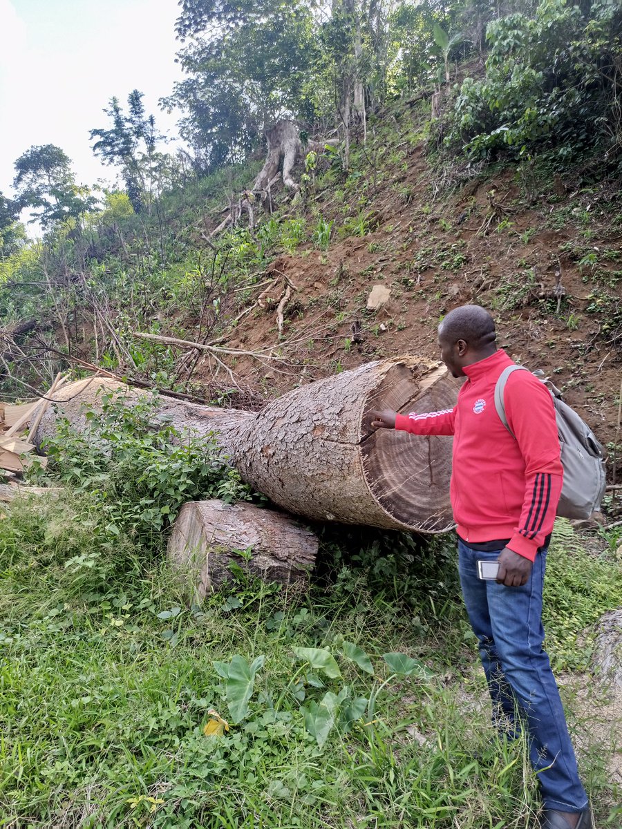 AbiluTangwa's tweet photo. Did you know that planting more trees will  reduces the speed of winds and check soil erosion especially in dessertic environment. https://t.co/n32tE5vx8T