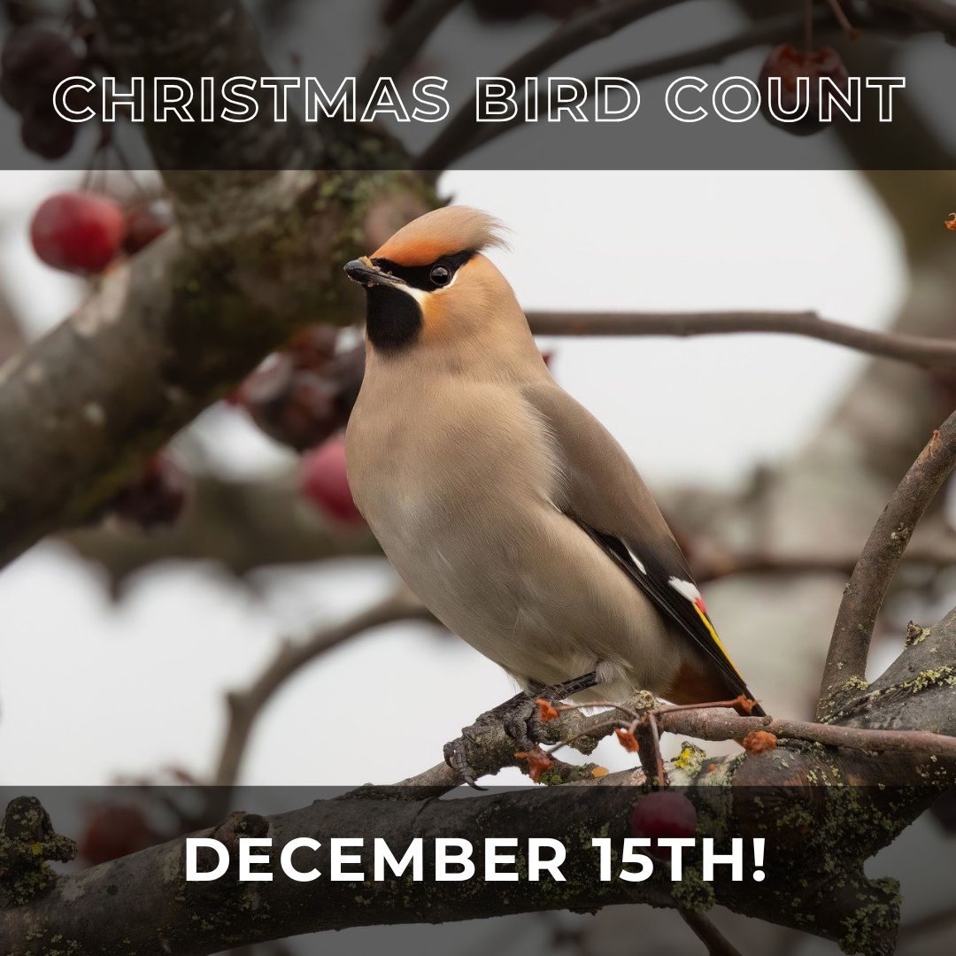 The Calgary Christmas Bird Count is next weekend! Get away from the hustle and bustle of the season and spend a day counting birds. Get details and register here: buff.ly/3YwuH3c