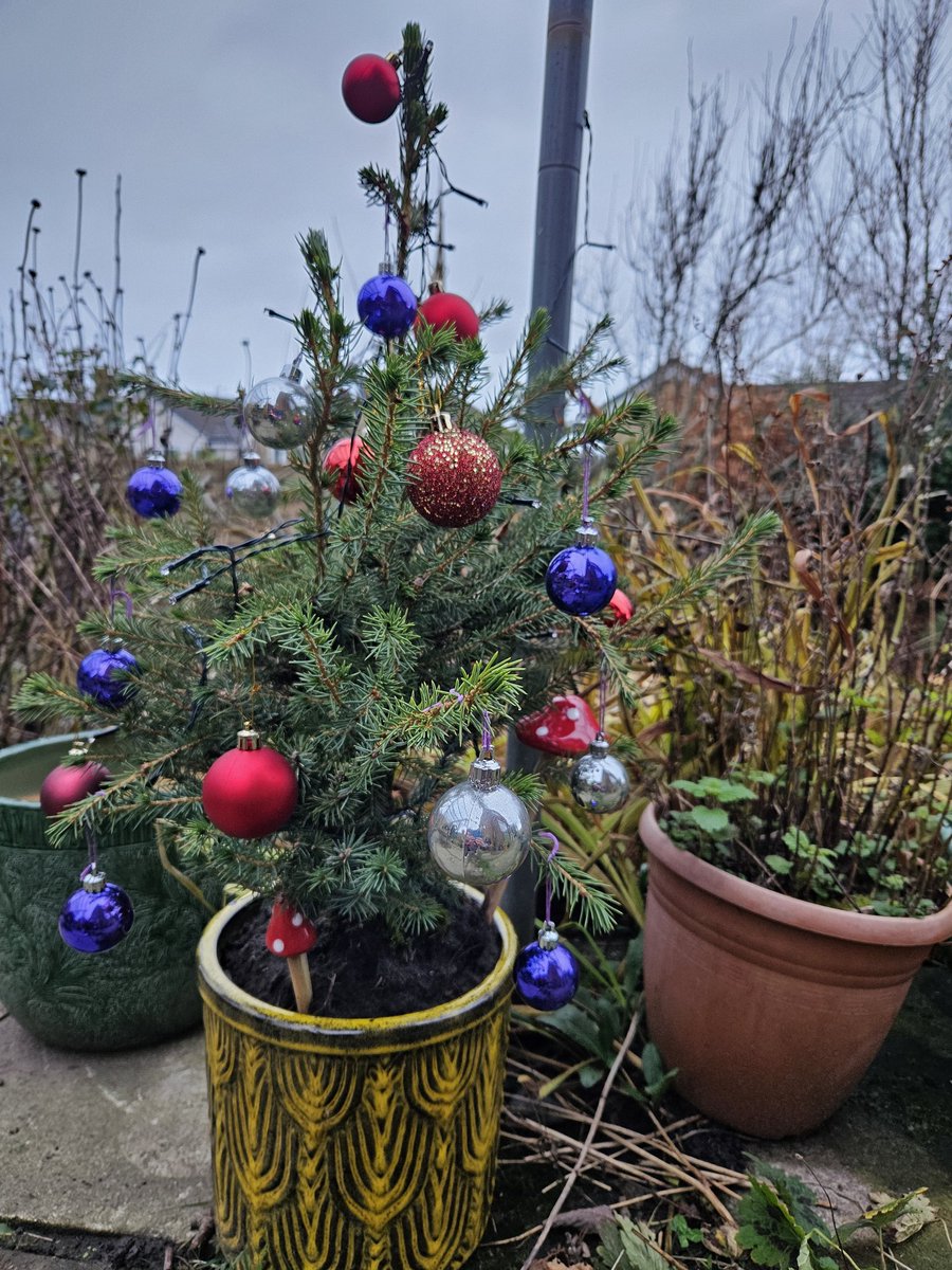 GreenfieldGreen's tweet photo. Homemade Christmas https://t.co/peZMmuPqrQ