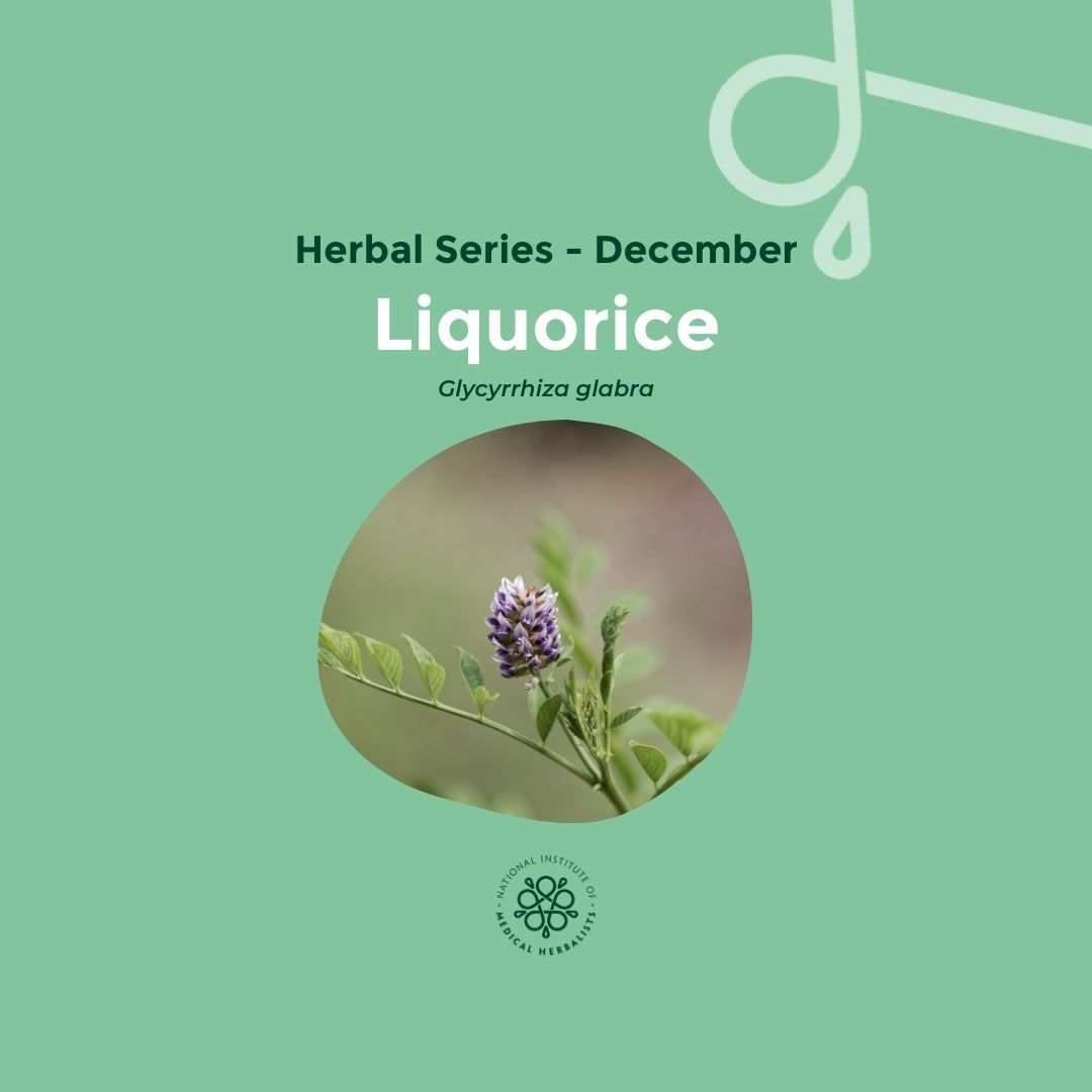 MedHerbalists's tweet photo. ✨ MONTHLY HERBAL SERIES ✨ December: A supportive herb. Liquorice - Glycyrrhiza glabra. https://t.co/FswKatJ2Rz 

Note: When taking herbs, we recommend seeking the advice of a qualified medical herbalist.

#theinstitute #herbalist #herbs #plants #powerofplants #plantmedicine https://t.co/4q4ACpcipp