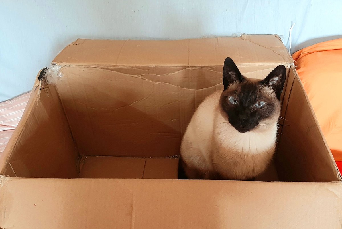 Cristin00382252's tweet image. #Catbox #Nala